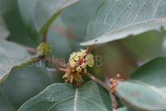 Anogeissus latifolia